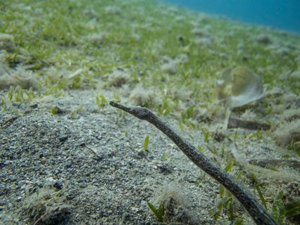 Double-ended Pipefish (Trachyrhamphus bicoarctatus)