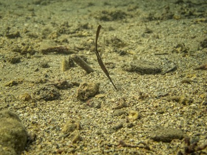 Robust Ghostpipefish or Blue-finned Ghost Pipefish (Solenostomus cyanopterus)