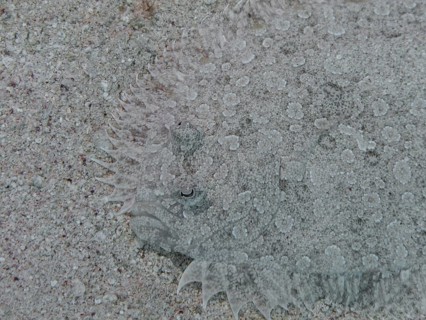 Leopard Flounder (Bothus pantherinus)