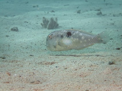 Fivefinger Razorfish or Fivefinger Wrasse (Xyrichtys pentadactylus)