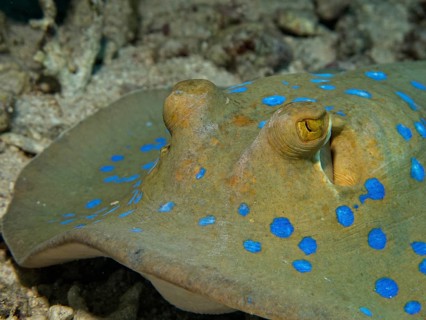 Bluespotted Ribbontail Ray (Taeniura lymma)
