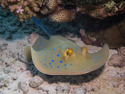 Bluespotted Ribbontail Ray (Taeniura lymma)