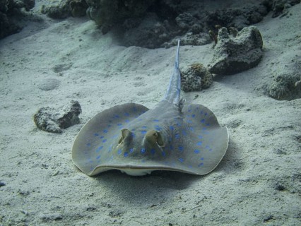 Bluespotted Ribbontail Ray (Taeniura lymma)