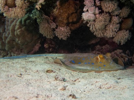 Bluespotted Ribbontail Ray (Taeniura lymma)