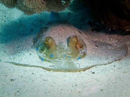 Bluespotted Ribbontail Ray (Taeniura lymma)