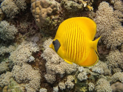 Bluecheek Butterflyfish (Chaetodon sermilavatus)