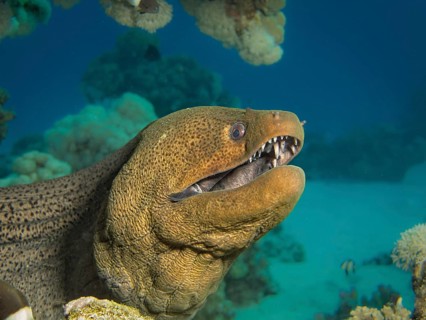 Giant Moray (Gymnothorax javanicus)