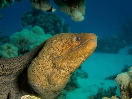 Giant Moray (Gymnothorax javanicus)