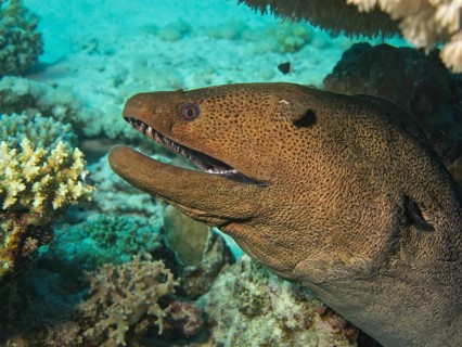 Giant Moray (Gymnothorax javanicus)