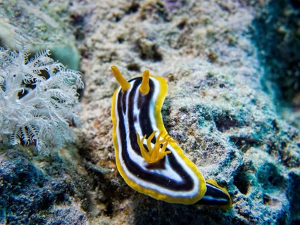 Pyjama Sea Slug (Chromodoris quadricolor)