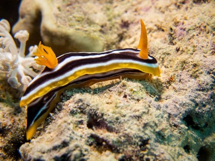 Pyjama Sea Slug (Chromodoris quadricolor)