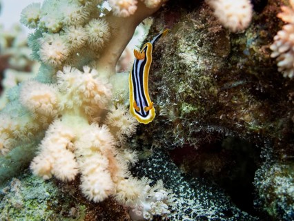 Pyjama Sea Slug (Chromodoris quadricolor)