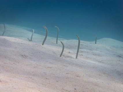 Red Sea Garden Eels (Gorgasia sillneri)