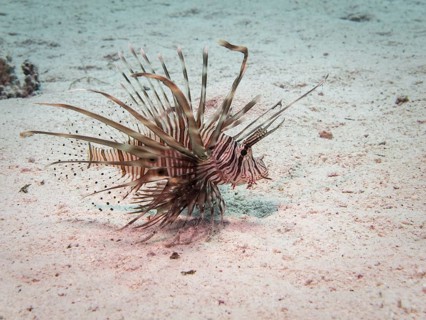 Common Lionfish or Devil Firefish (Pterois miles)