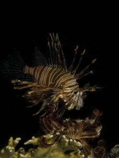 Common Lionfish or Devil Firefish (Pterois miles)