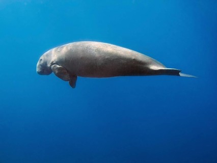 Dugong (Dugong dugon)