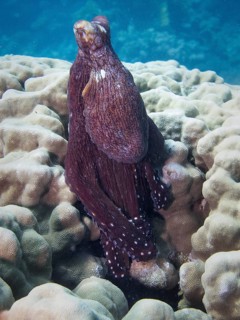Reef Octopus (Octopus cyaneus)
