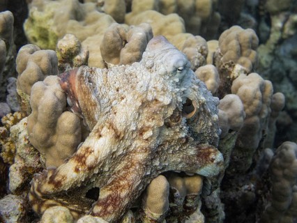 Reef Octopus (Octopus cyaneus)