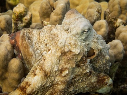 Reef Octopus (Octopus cyaneus)