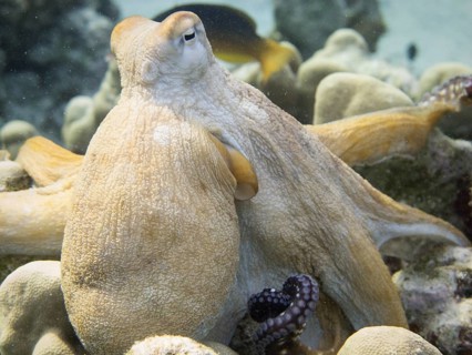 Reef Octopus (Octopus cyaneus)