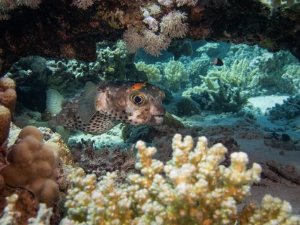 Yellow-spotted Porcupinefish or Yellow-spotted Burrfish (Cyclichthys spilostylus)