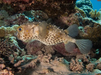 Yellow-spotted Porcupinefish or Yellow-spotted Burrfish (Cyclichthys spilostylus)