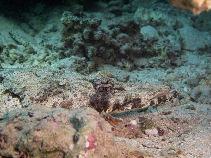 Tentacled Flathead or Crocodilefish (Papilloculiceps longiceps)