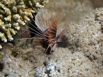 Clearfin Lionfish