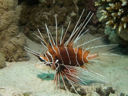 Clearfin Lionfish