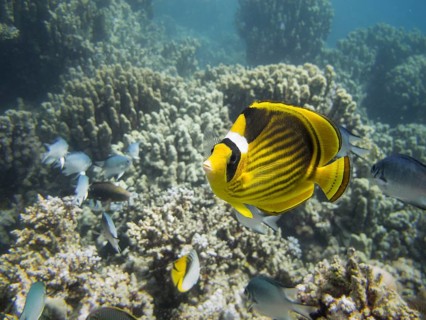 Diagonal Butterflyfish or Red Sea Raccoon Butterflyfish (Chaetodon fasciatus)