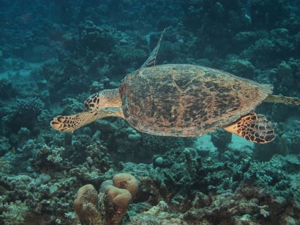 Green Sea Turtle (Chelonia mydas)