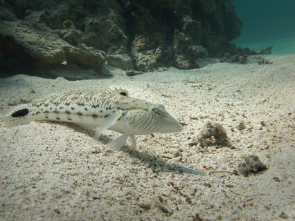 Speckled Sandperch (Parapercis hexophthalma)
