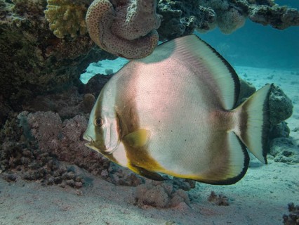 Orbicular Batfish (Platax orbicularis)