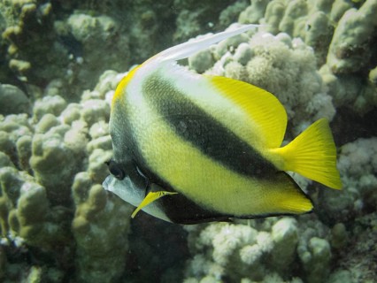 Red Sea Bannerfish (Heniochus intermedius)