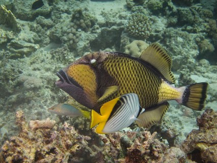 Titan Triggerfish