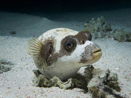 Masked Puffer (Arothron diadematus)