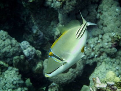 Arabian Picasso Triggerfish (Rhinecanthus assasi)