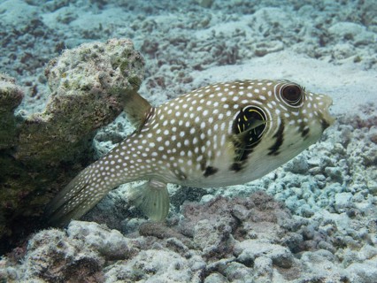 Black-spotted Pufferfish (Arothron nigropunctatus)