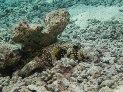 Black-spotted Pufferfish (Arothron nigropunctatus)