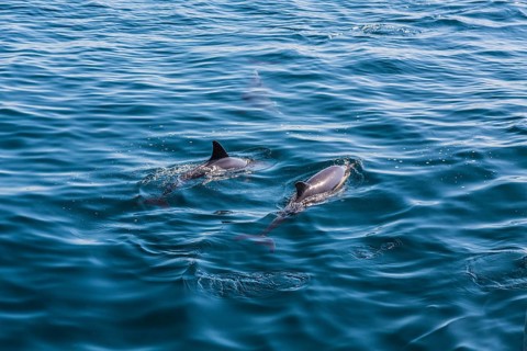 Long-beaked Common Dolphins (Delphinus capensis)