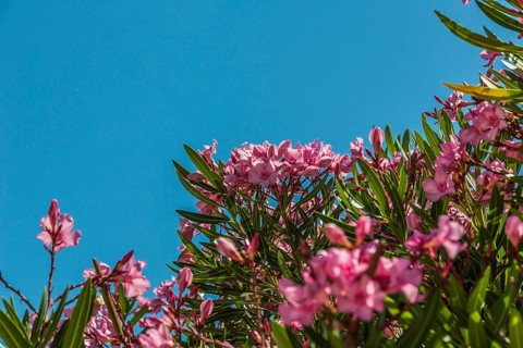 Oleander (Nerium oleander)