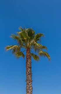 Washington Palm (Washingtonia robusta)