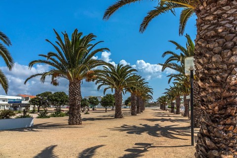 Date palms (Phoenix sp.)