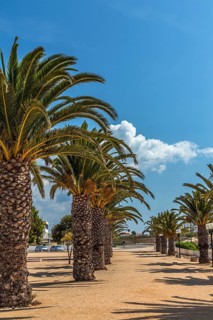 Date palms (Phoenix sp.)