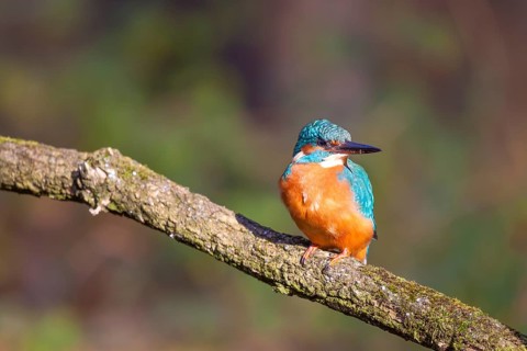 Kingfisher (Alcedo atthis)