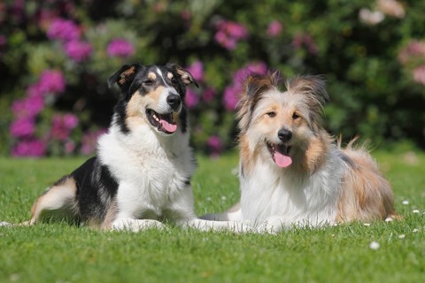 Two Bearded Collie hybrids lying side by side on meadow