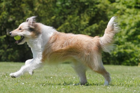Bearded Collie-Collie-Mix
