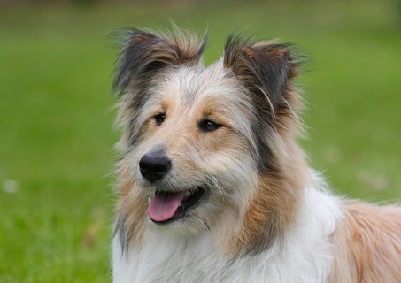 Bearded Collie-Collie Mongrel
