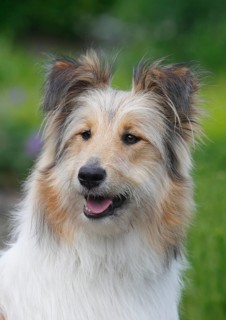 Bearded Collie Collie-Collie-Mix