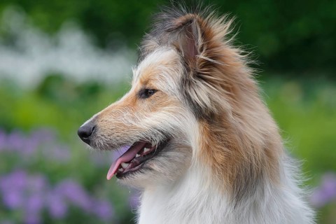 Bearded Collie Collie-Collie-Mix